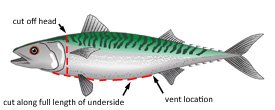 Gutting and Cleaning an Atlantic Mackerel Gutting and Cleaning an Atlantic Mackerel